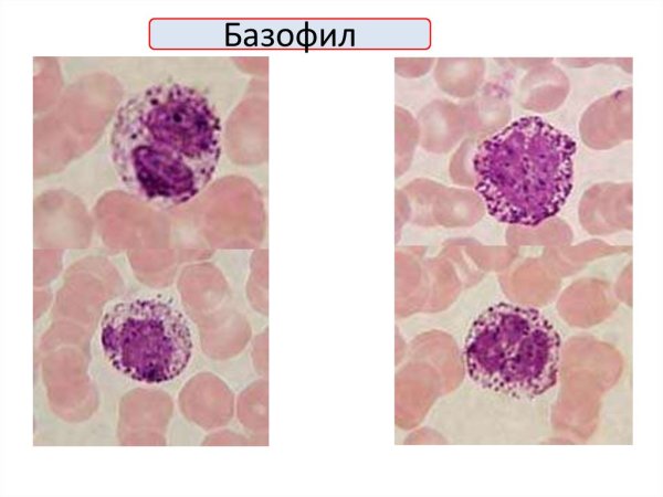 Нейтрофилы базофилы и эозинофилы на препарате
