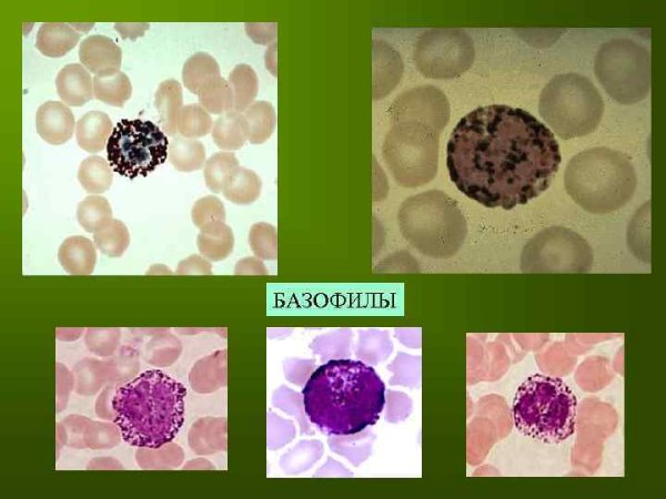 Тканевые базофилы в соединительной ткани