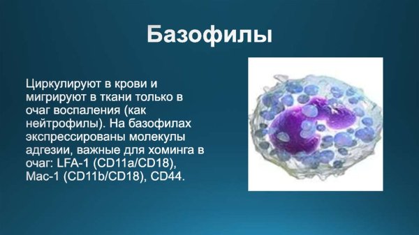 Базофилы в крови