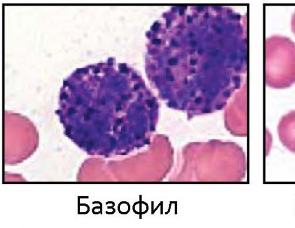 Базофил гистология препарат