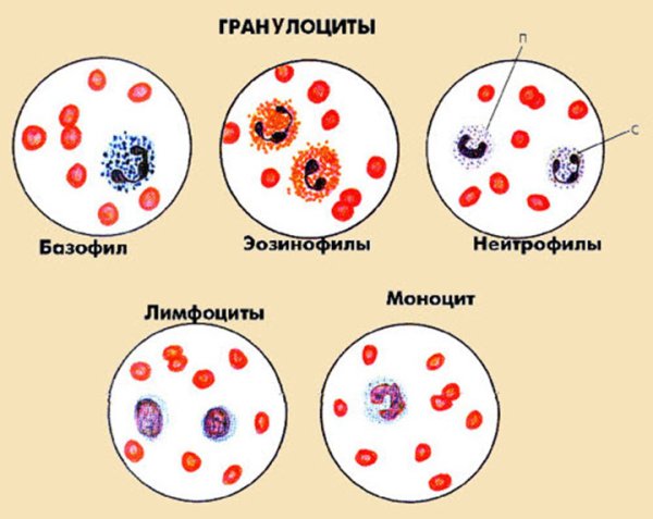 Нейтрофильные гранулоциты функции