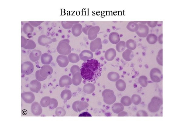 Базофил гистология препарат