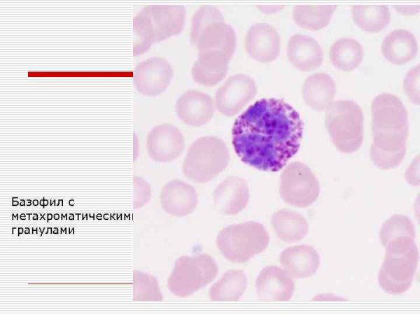Базофил гистология препарат