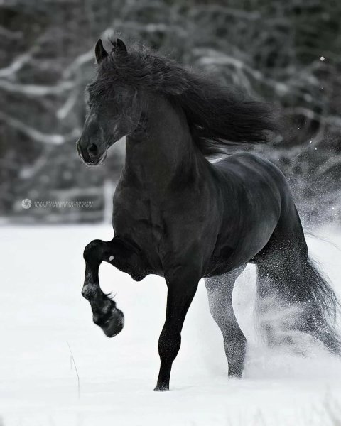 Картинки черный конь (50 фото)