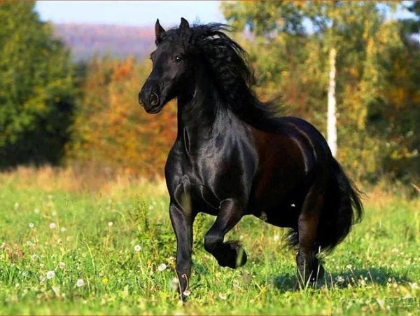 Вороная Фризская лошадь