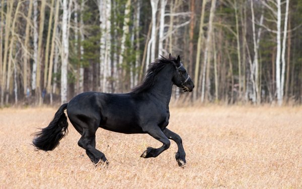 Черная Вороная лошадь