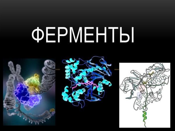 Ферменты картинки