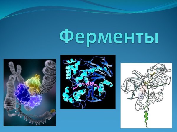 Ферменты презентация