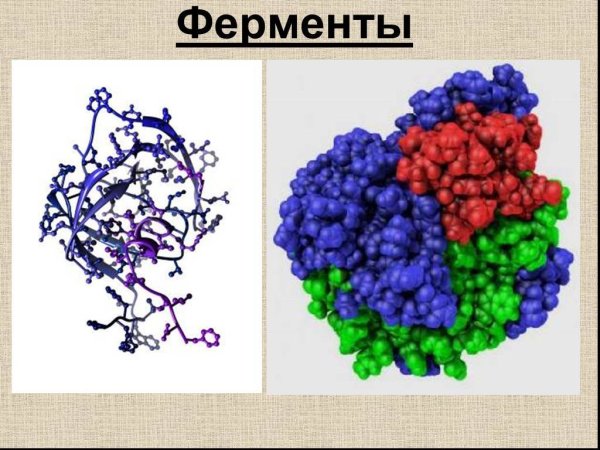Метаболические ферменты