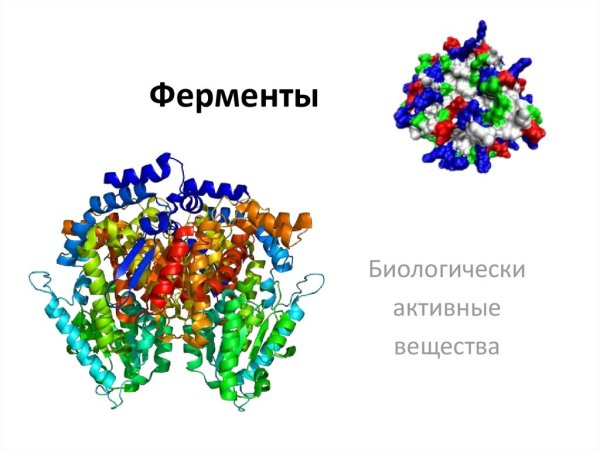 Биологически активные вещества ферменты