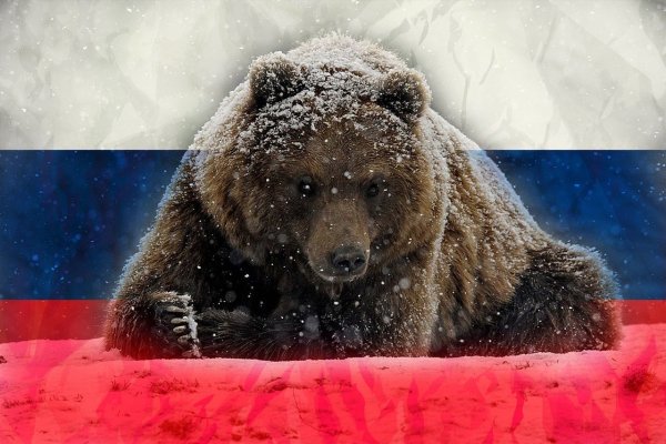 Бурый медведь в Якутии