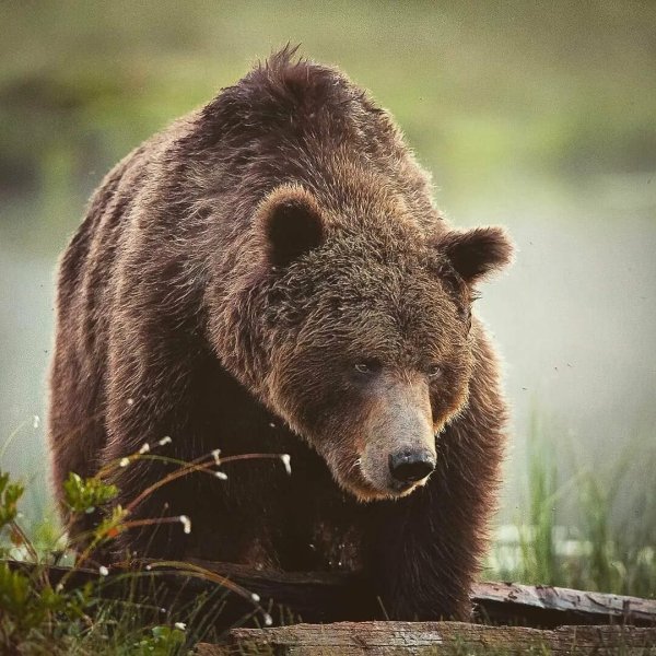 Северная Америка медведь Гризли