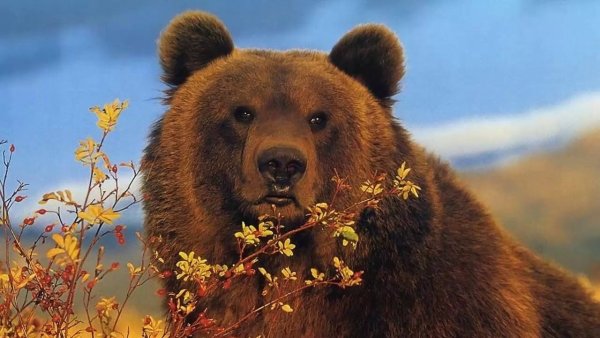Бурый медведь Россия