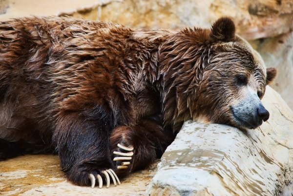 Медведь картинки россия (50 фото)