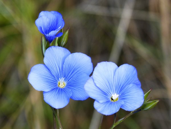 Лён обыкновенный (Linum usitatissimum l.)
