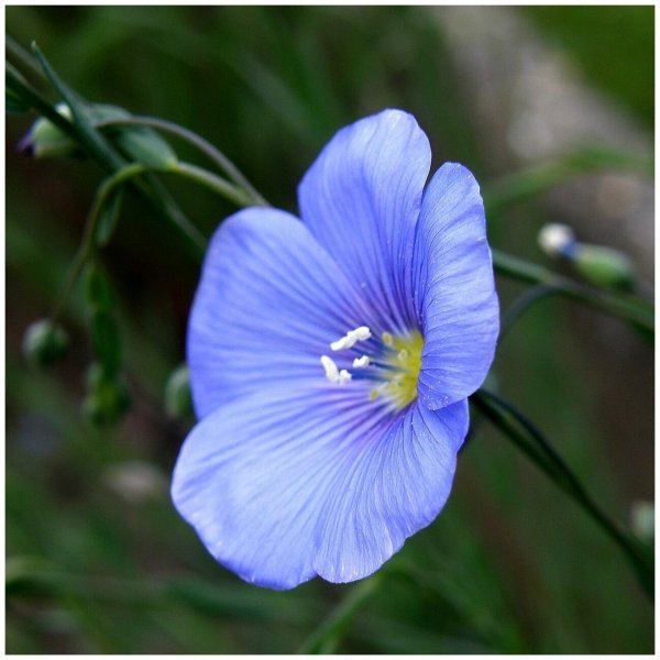 Лён обыкновенный (Linum usitatissimum l.)