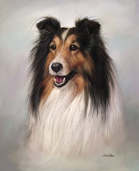 Колли собака