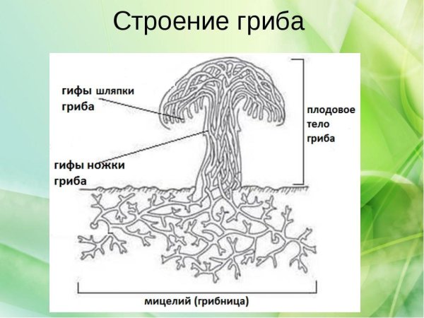 Строение гриба мицелий