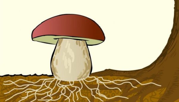 Грибница мицелий