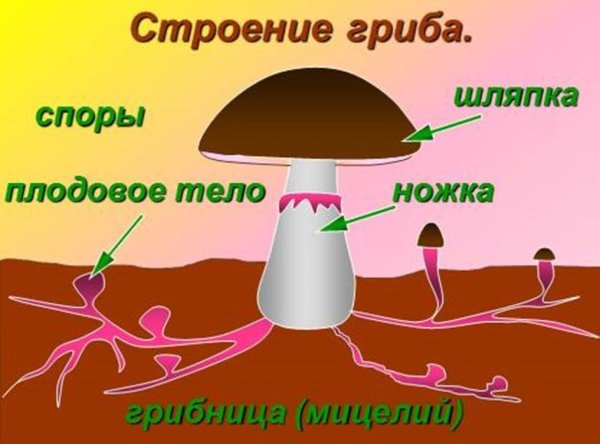 Мицелий грибов