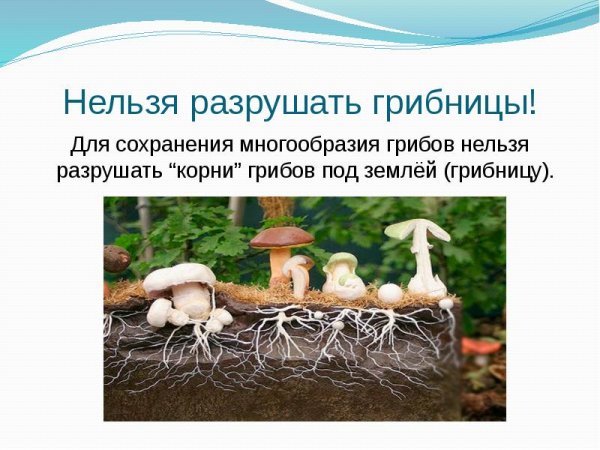 Строение гриба для дошкольников