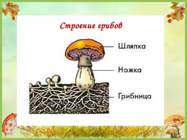 Грибница грибов