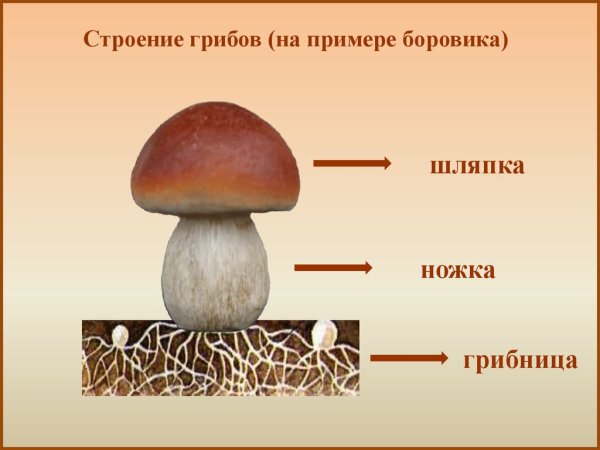 Грибы под деревом