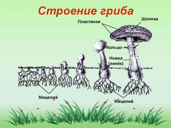 Строение гриба рисунок схема