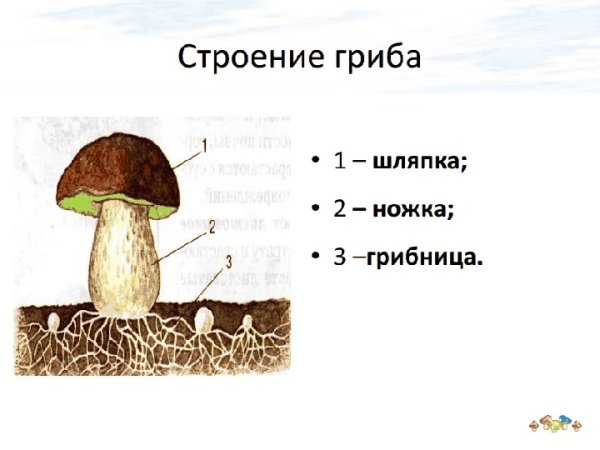 Грибница мицелий