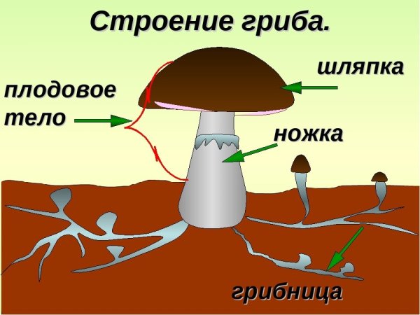Грибы опята Лесные