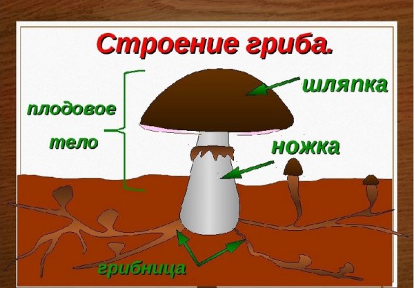 Строение шляпочного гриба 5 класс
