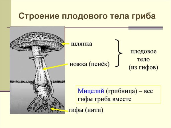 Строение вегетативного тела грибов
