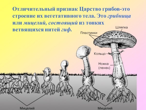 Схема плодовое тело шляпочного гриба