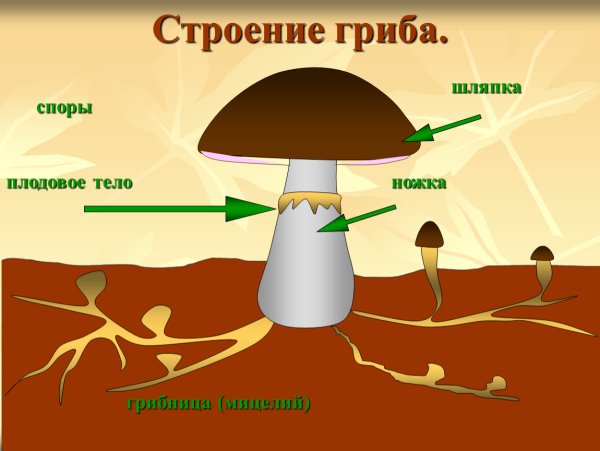 Паутинка опята