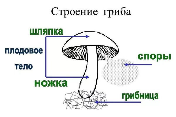 Строение гриба споры схема