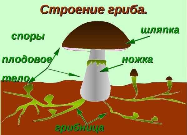 Машрумс грибы