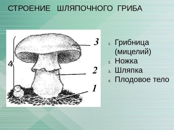Грибы спрятались