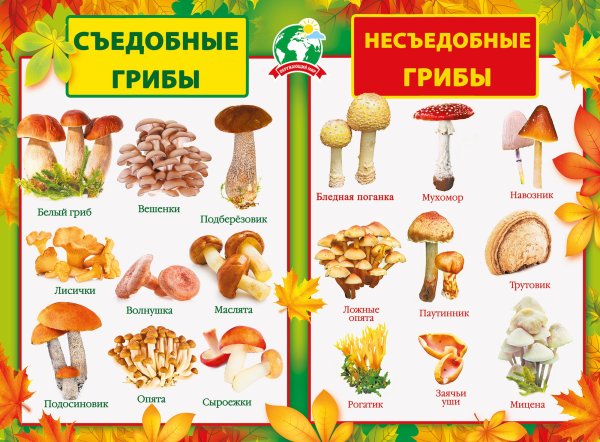 Грибы опята Лесные