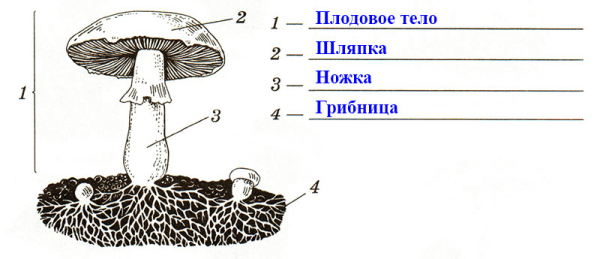 Вешенки ареал