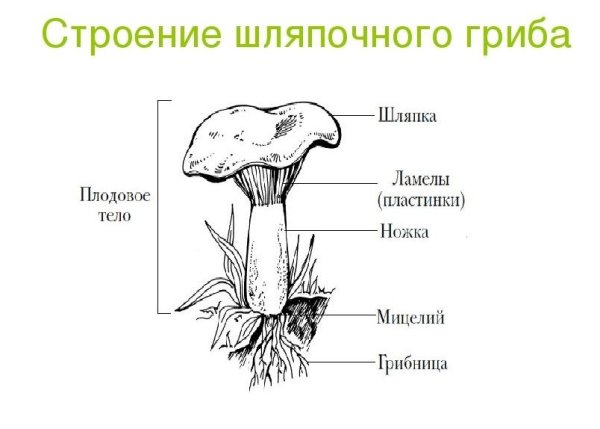 Опята Вязовики
