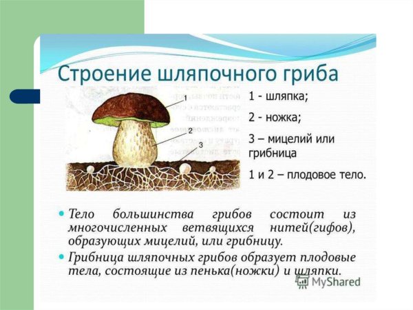 Несъедобные грибы названия 3 класс окружающий мир