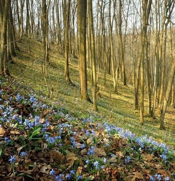 Природа лес Весна