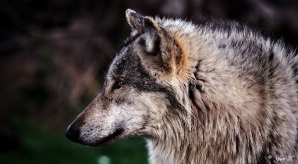 Волк профиль картинки (50 фото)