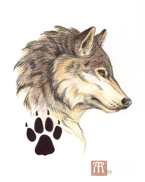 Голова волка в профиль