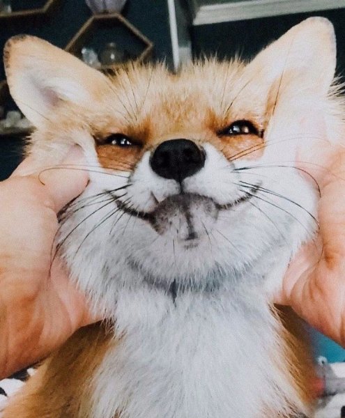 Лиса улыбается