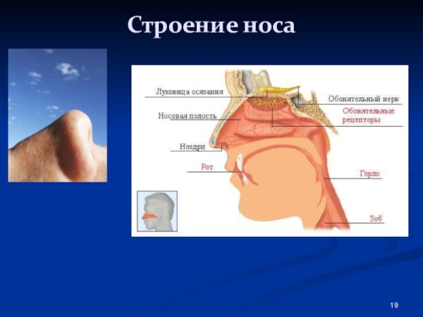 Наружный нос строение хрящи