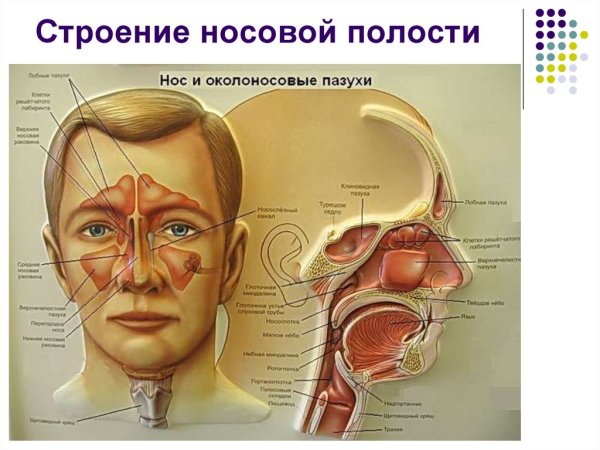 Анатомия картинки нос (50 фото)