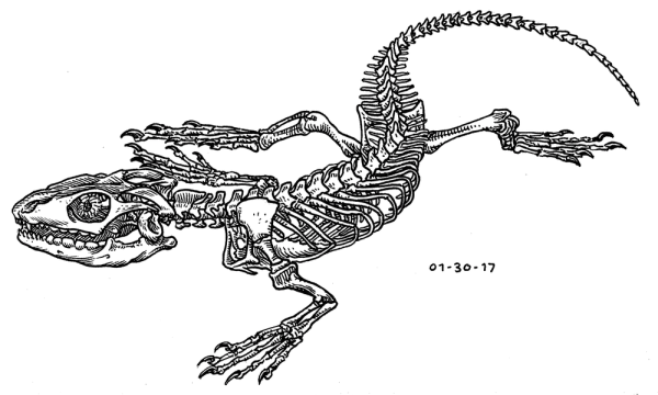 Хамелеон Парсона скелет