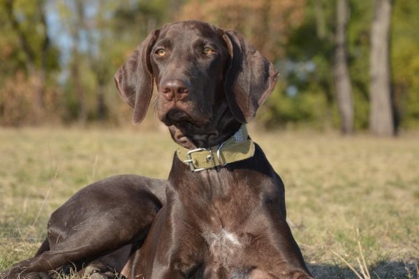 Немецкая охотничья собака Курцхаар