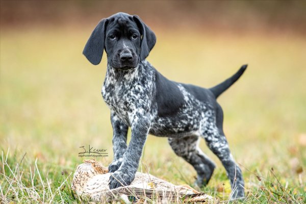 Пойнтер Курцхаар